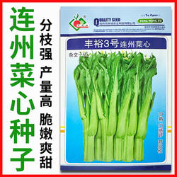 丰裕3号连州菜心种子多丫中熟甜脆白菜苔种籽广东甜菜心蔬菜种孑