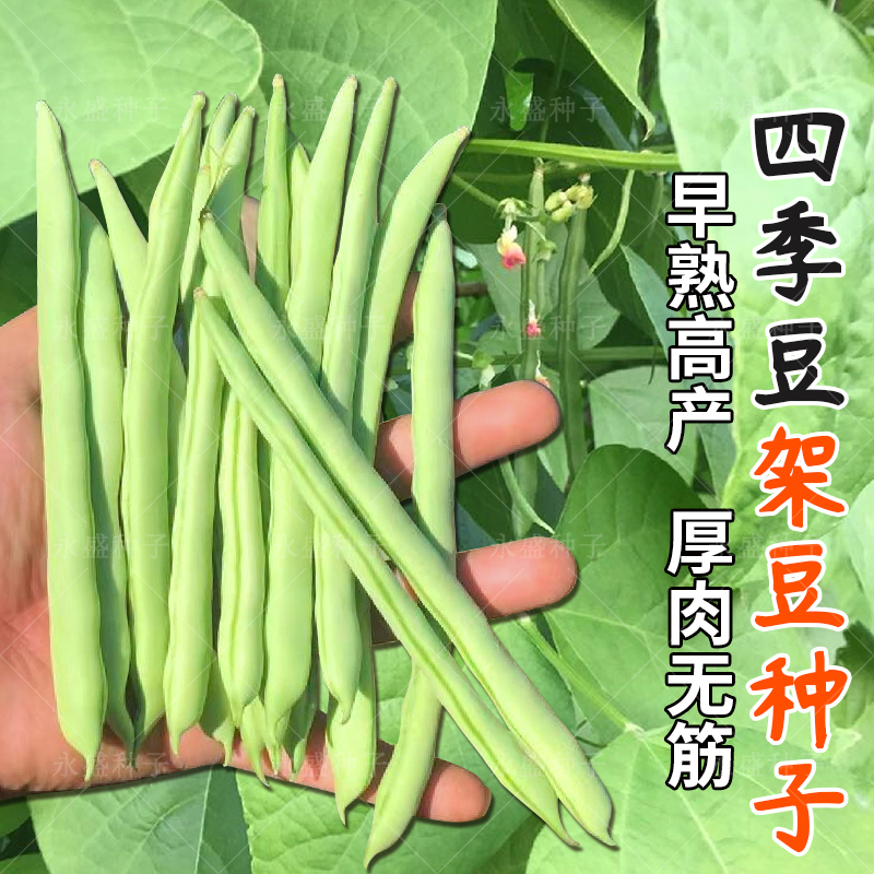 春秋架豆种籽玉豆角种子厚肉四季豆种孑芸豆籽菜豆种农家蔬菜种子