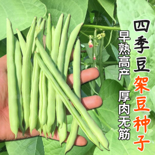 豆种孑芸豆籽菜豆种农家蔬菜种子 春秋架豆种籽玉豆角种子厚肉四季