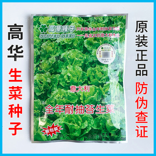 香港高华意大利全年耐抽苔生菜种子多图高华生菜菜种蔬菜种孑种籽