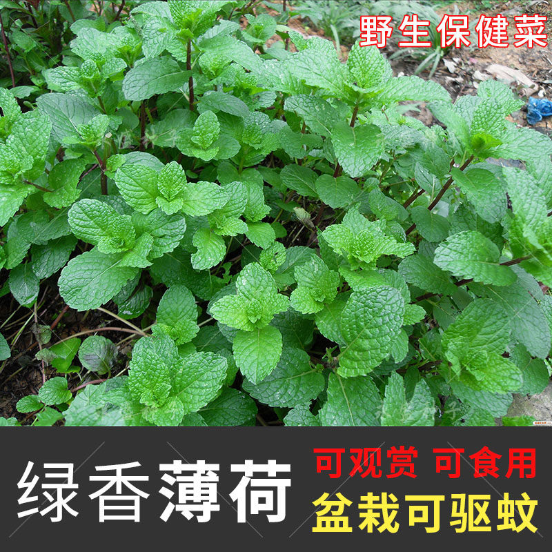 薄荷种子可食用薄荷籽四季阳台盆栽易活驱蚊草野生保健菜蔬菜种孑,鲜花速递/花卉仿真/绿植园艺,家庭园艺种子,淘宝优惠券,粉丝福利购,淘宝优惠卷