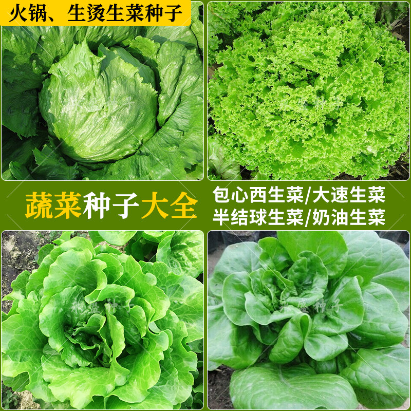 意大利生菜种子种籽大全农家庭院四季阳台盆栽青菜籽种蔬菜种孑