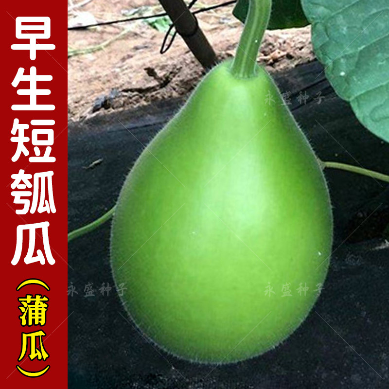 早生甜瓠瓜种子短蒲瓜种籽高产食用圆弧子菜葫芦瓜种农家蔬菜种孑