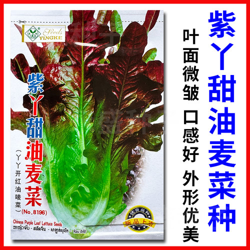 紫丫甜油麦菜种子外形优美口感好