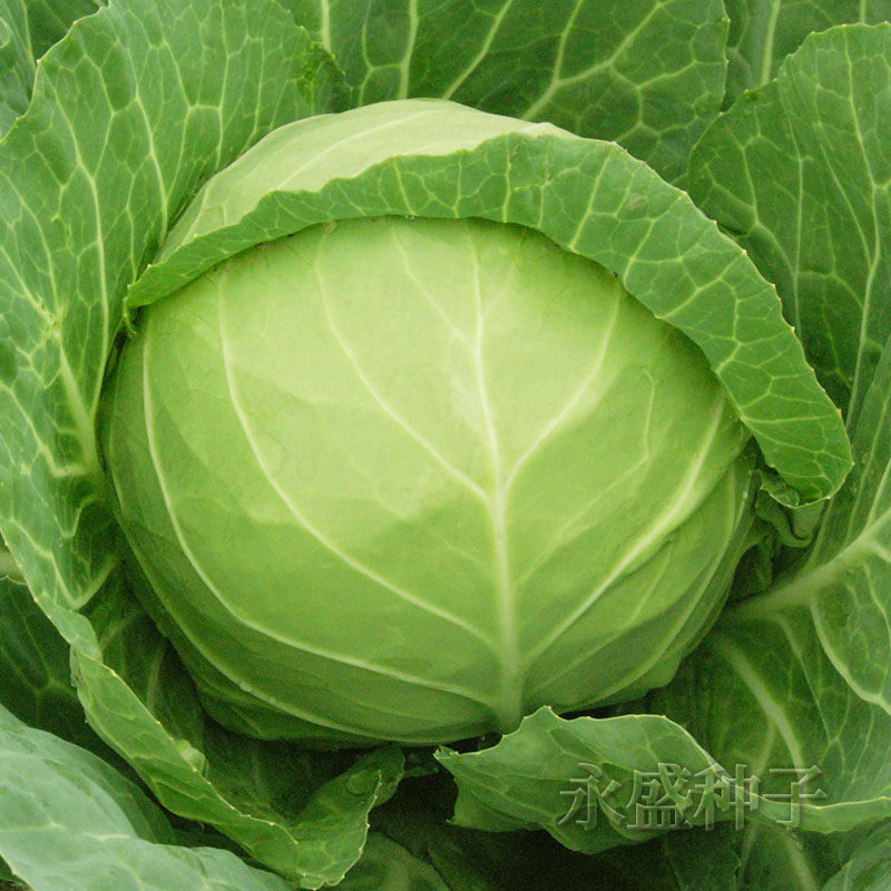 中甘十一甘蓝种子圆包菜种子包心菜种中21甘蓝种籽卷心菜蔬菜种孑,农用物资,蔬菜种子/种苗,淘宝优惠券,粉丝福利购,淘宝优惠卷