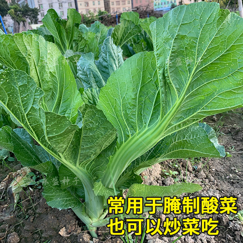 芥菜种籽本地土芥菜种子肉厚大叶高产青菜可腌制酸菜芥菜蔬菜种孑