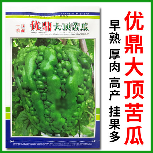 早熟厚肉大顶苦瓜种子大肉凉瓜种
