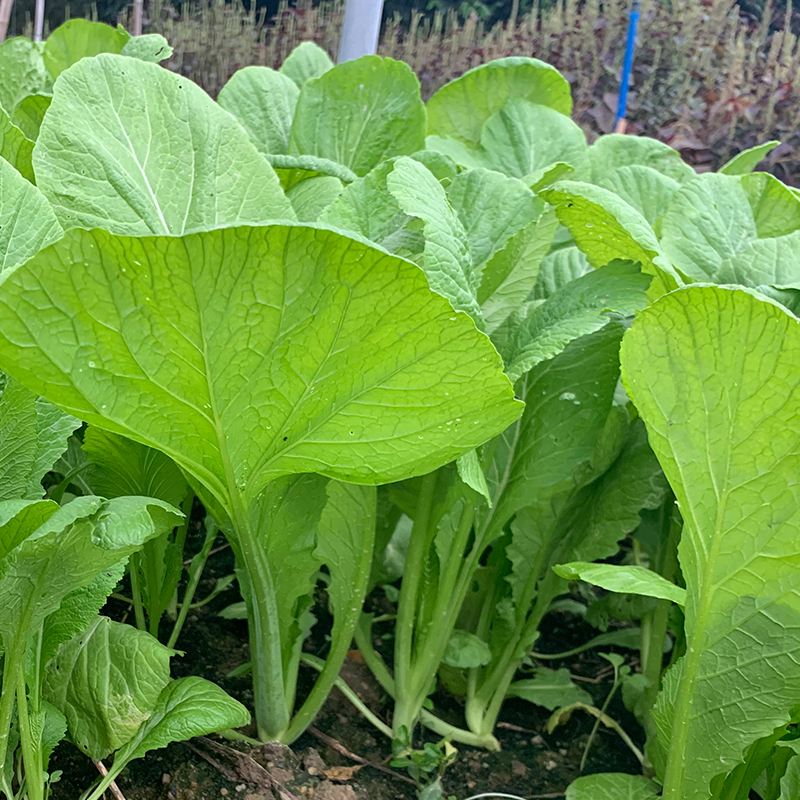 建南801春芥种子高产大田用种