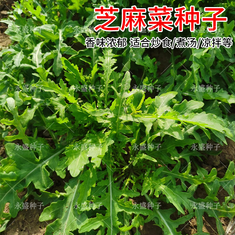 香芝麻菜种子香味浓郁