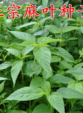 黄麻叶种子 麻叶菜种籽 麻叶种埃及帝王菜野麻婴菜用黄麻蔬菜种子