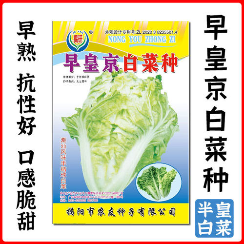 揭研春季口感好特早熟白菜抗性好