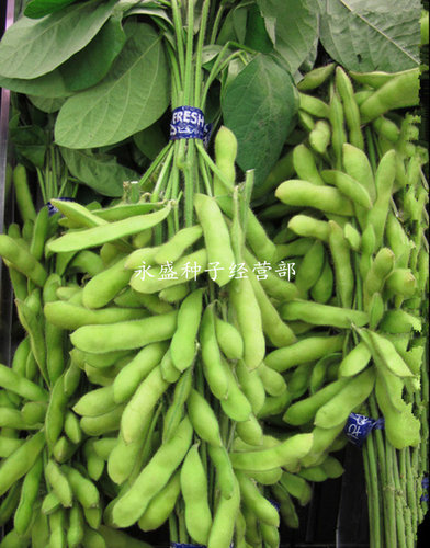 菜用中早熟鲜食毛豆种籽
