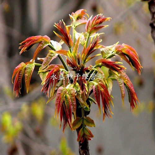 红油香椿种子多少钱 红油香椿种子价格 小麦优选 红油香椿种子多少钱 红油香椿种子价格 小麦优选