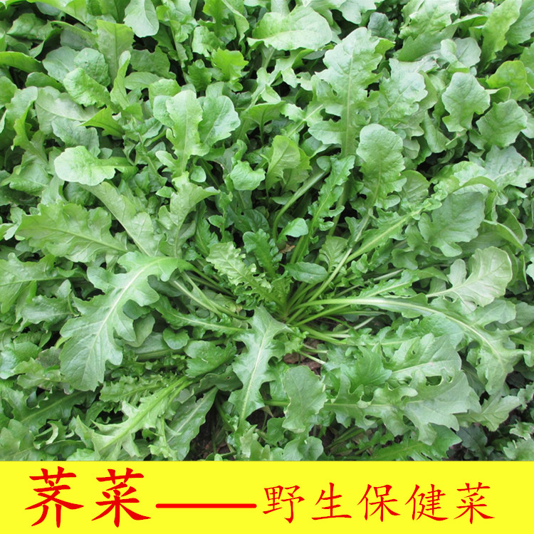 野生荠菜种子 野生保健菜种 营养丰富荠菜种 奇菜种子特色蔬菜