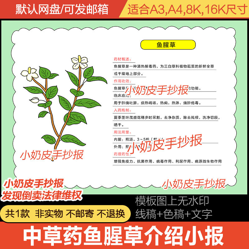 中药中草药鱼腥草介绍解说手抄报植物小报模板电子版半成品线稿涂
