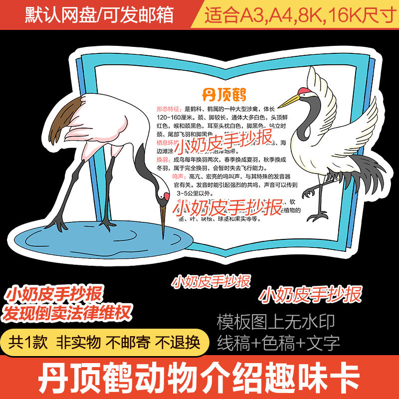 动物卡片丹顶鹤介绍手抄报小报模板电子版半成品黑白线稿卡通绘画