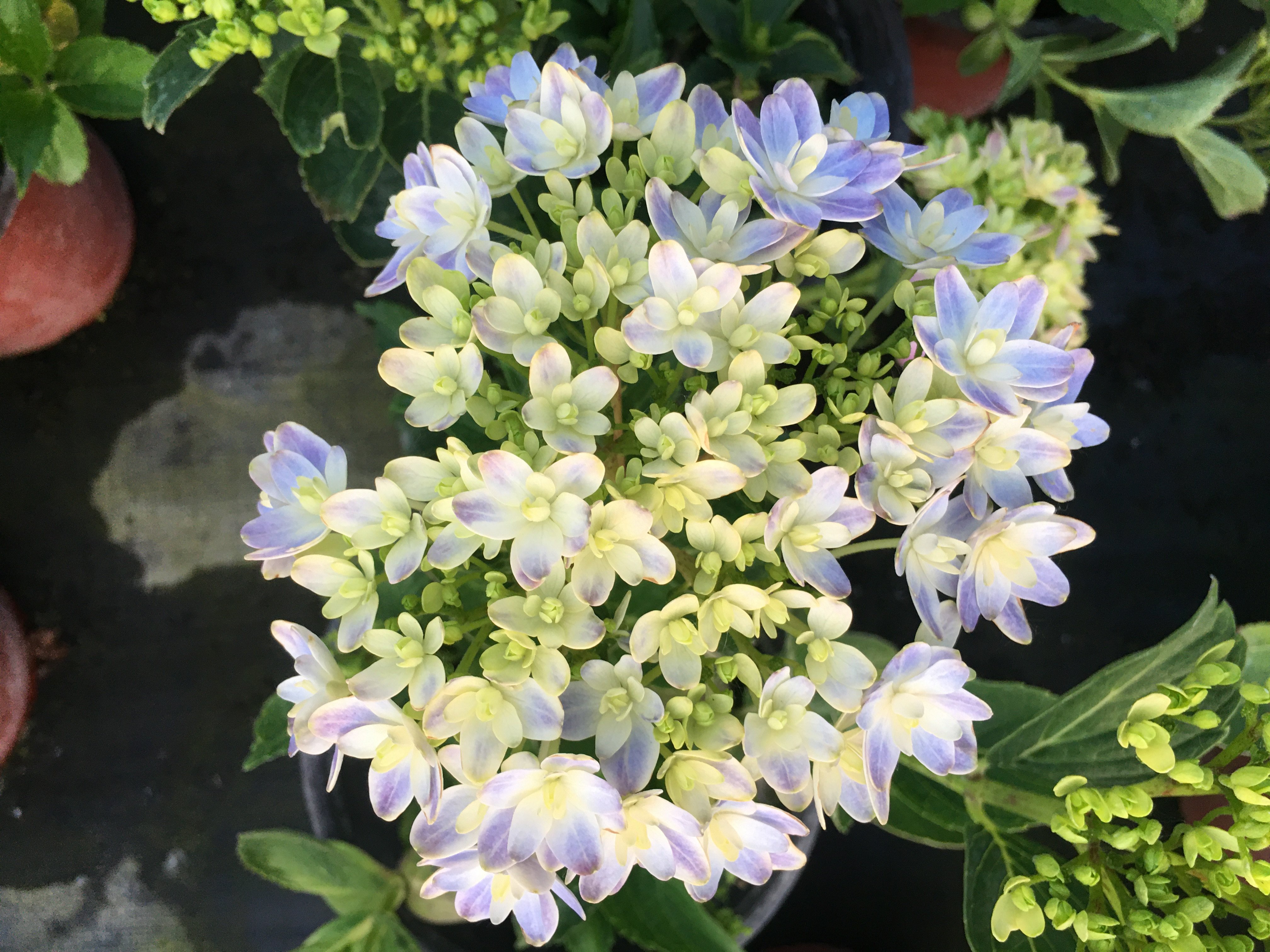 木子家的花园包邮重瓣绣球大花万华镜辉夜姬复腔调莱昂落跑新娘