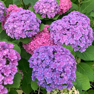 (木子家的花园)包邮大花绣球进口重瓣太阳神殿庭院
