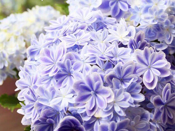 木子家的花园包邮重瓣绣球大花万华镜辉夜姬复腔调莱昂落跑新娘