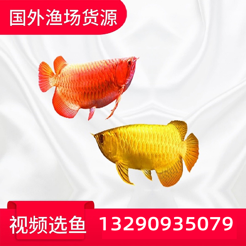 古典蓝底过背金龙鱼活体鱼印尼纯超血辣椒红龙鱼苗练手大型观赏鱼