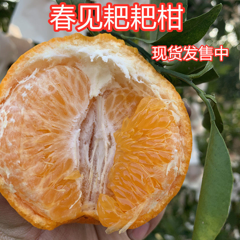 清甜湾果园正宗春见耙耙柑现摘现发新鲜时令水果9斤整箱,水产肉类/新鲜蔬果/熟食,桔子,淘宝优惠券,粉丝福利购,淘宝优惠卷