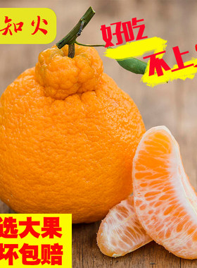 四川不知火丑橘丑八怪