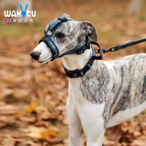 Adjustable Dog Collar, Leash & Muzzle Set