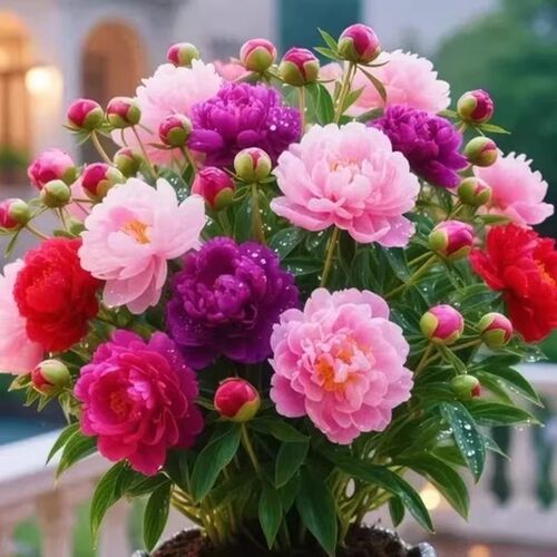 重瓣芍药花苗带芽大根块种球