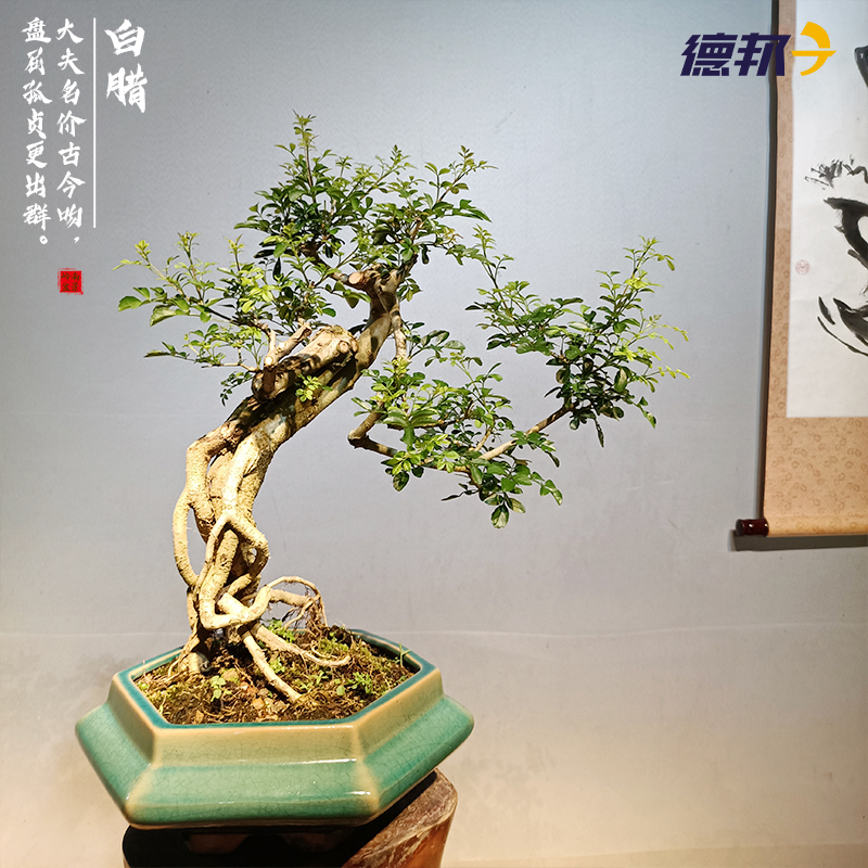 精品提根老桩对节白蜡盆景