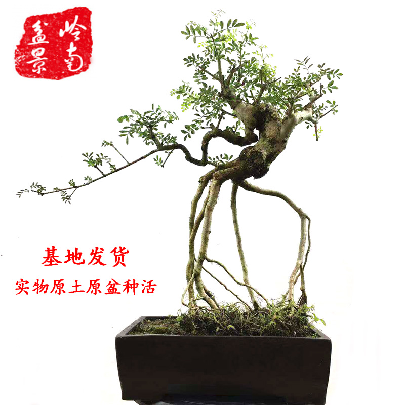 网友分享在meiguo.com的图片