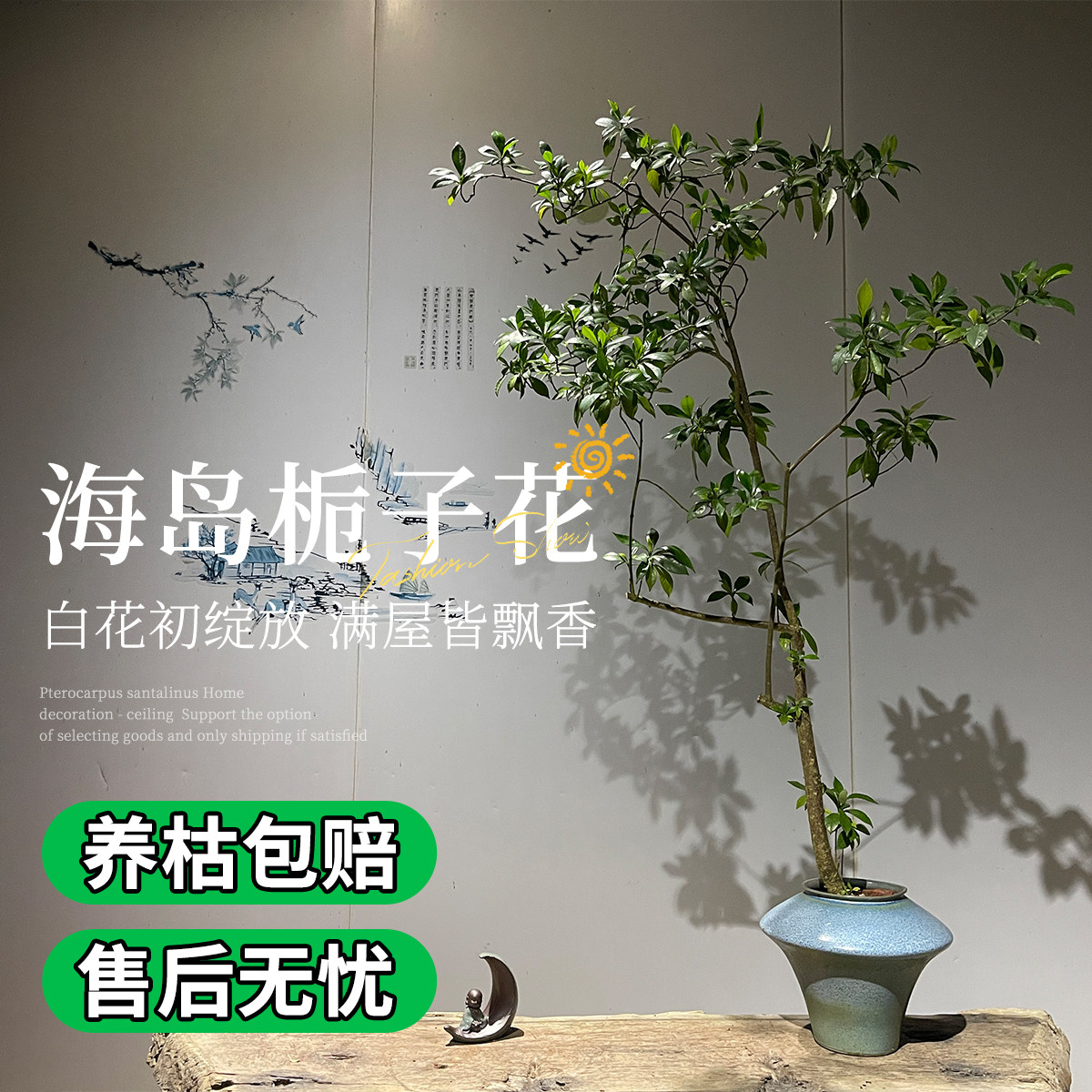 海岛栀子花盆景室内小型老桩盆栽阳台庭院绿植四季常青好养名贵