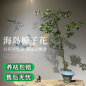 四季常青簕竹盆景好养