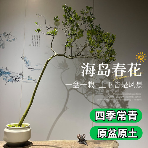 海岛春花盆景室内好养活绿植