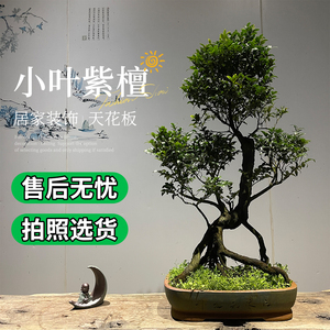 小叶紫檀盆景带盆栽好室内客厅绿植黑骨茶好养活老桩四季常青植物