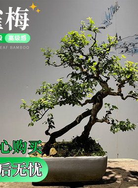 岭南小叶雀梅盆景老桩悬崖