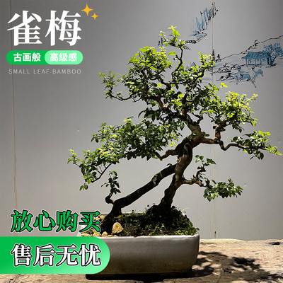 岭南小叶雀梅盆景老桩悬崖