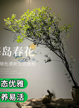 海岛春花盆景带盆发货绿植