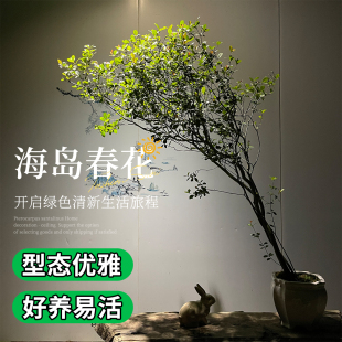 海岛春花盆景带盆发货绿植阳台客厅室内好养活寓意好送礼佳品盆栽