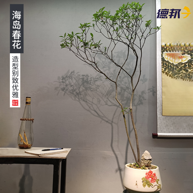 海岛春花盆景带盆发货绿植