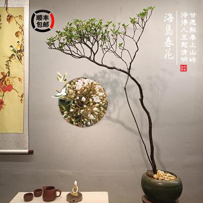 海岛春花树盆景造型盆栽办公室真绿植阳台室内好养活庭院装饰植物