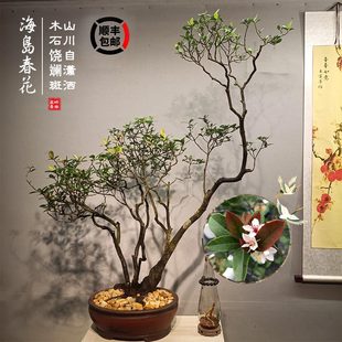 海岛春花树盆景造型盆栽办公室真绿植阳台室内好养活庭院装 饰植物