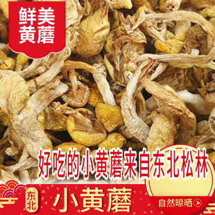 野外小黄蘑菇优选干货东北特产小鸡炖蘑菇包邮黄油松蘑煲汤菌