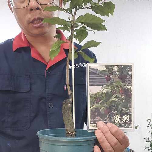 紫彩  日系品种  大苗高60  包邮近省