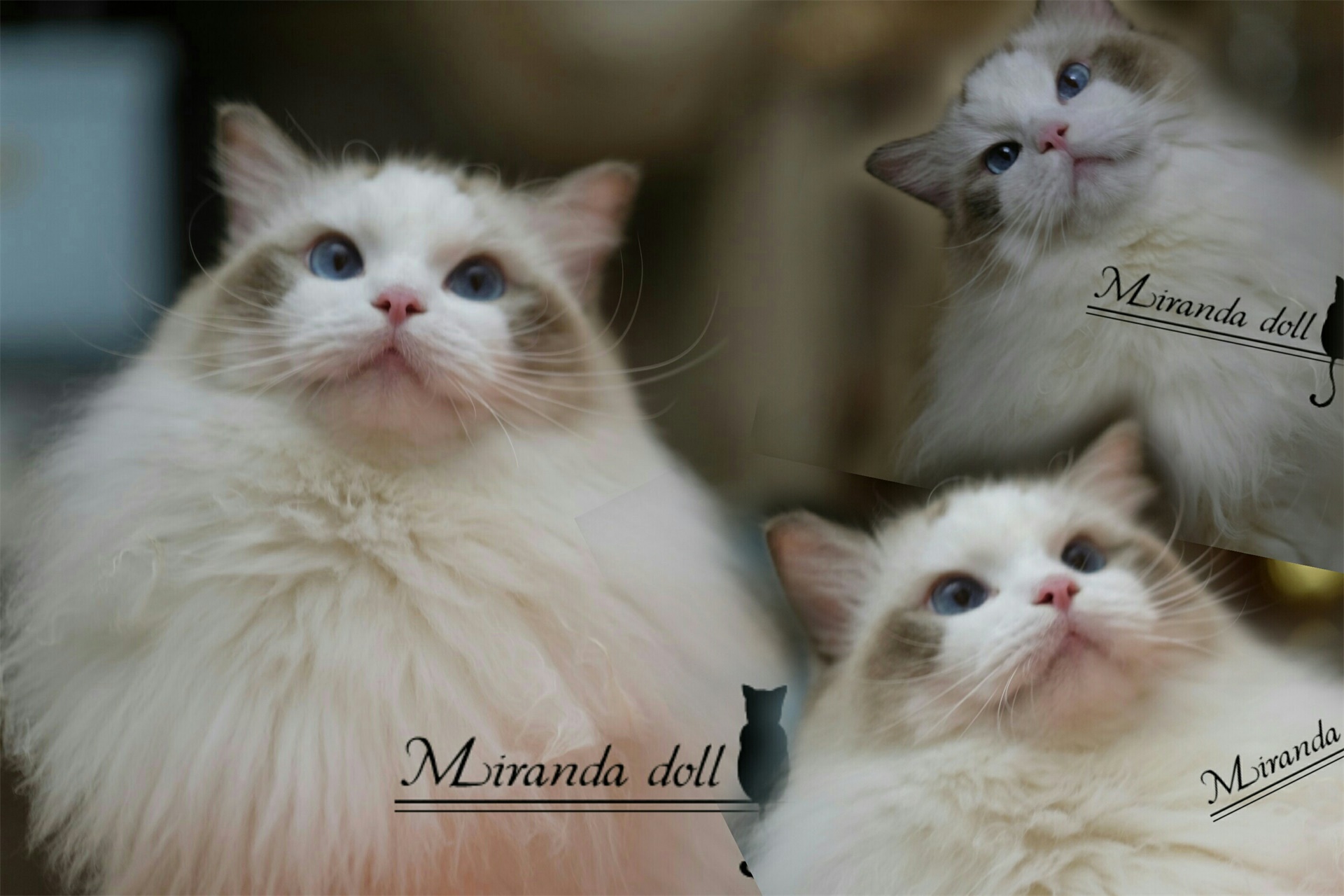 【miranda布偶猫舍】纯种布偶猫 海豹双色 种猫mark/展示不售
