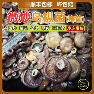 新鲜野生乌枞树菇松菇重阳菌寒菌绿铜菌松乳菇雁来蕈菌菇