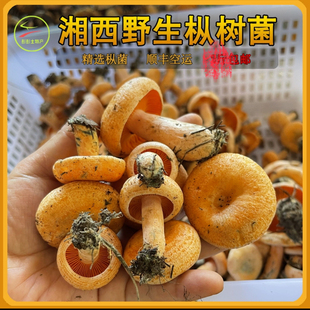 新鲜野生菌菇蘑菇乌枞菌枞树菇重阳菌松菌寒菌三九菇雁鹅菌