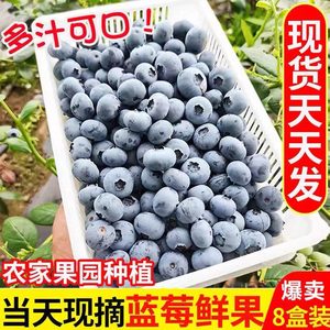 【当天现摘】新鲜蓝莓现货当季鲜果蓝莓孕妇宝宝水果 125g/盒