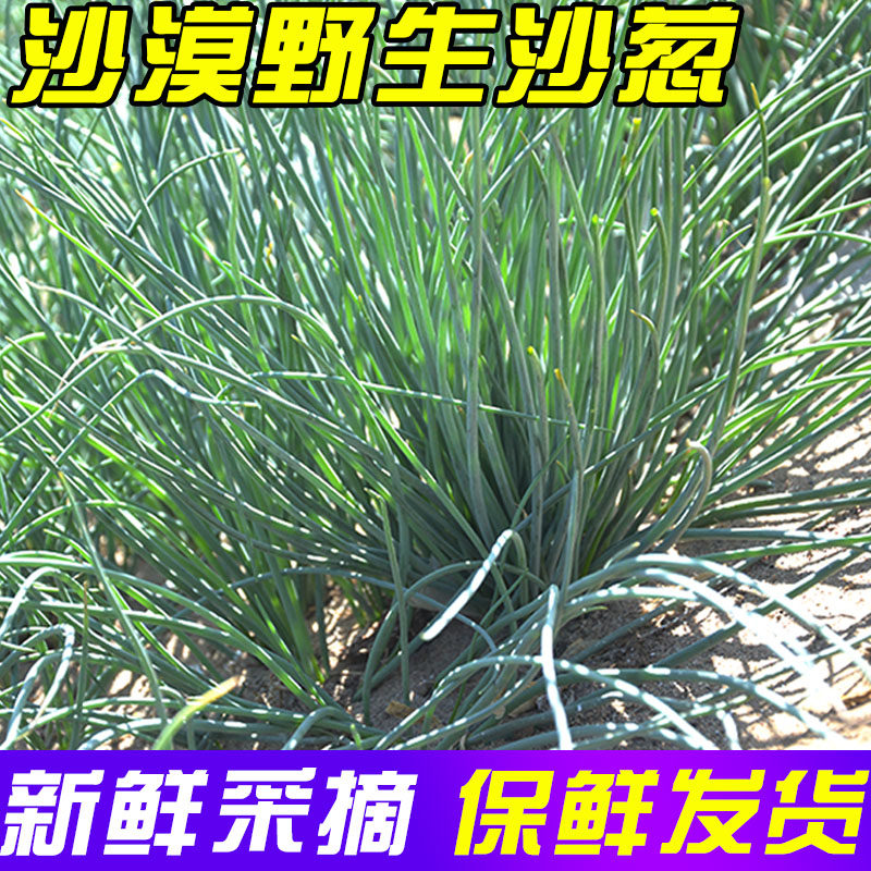 甘肃民勤特产沙漠野生沙葱新鲜蔬菜包邮