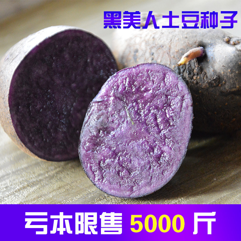 甘肃黑美人黑土豆种孑土豆种子紫土豆种彩色马铃薯5斤包邮