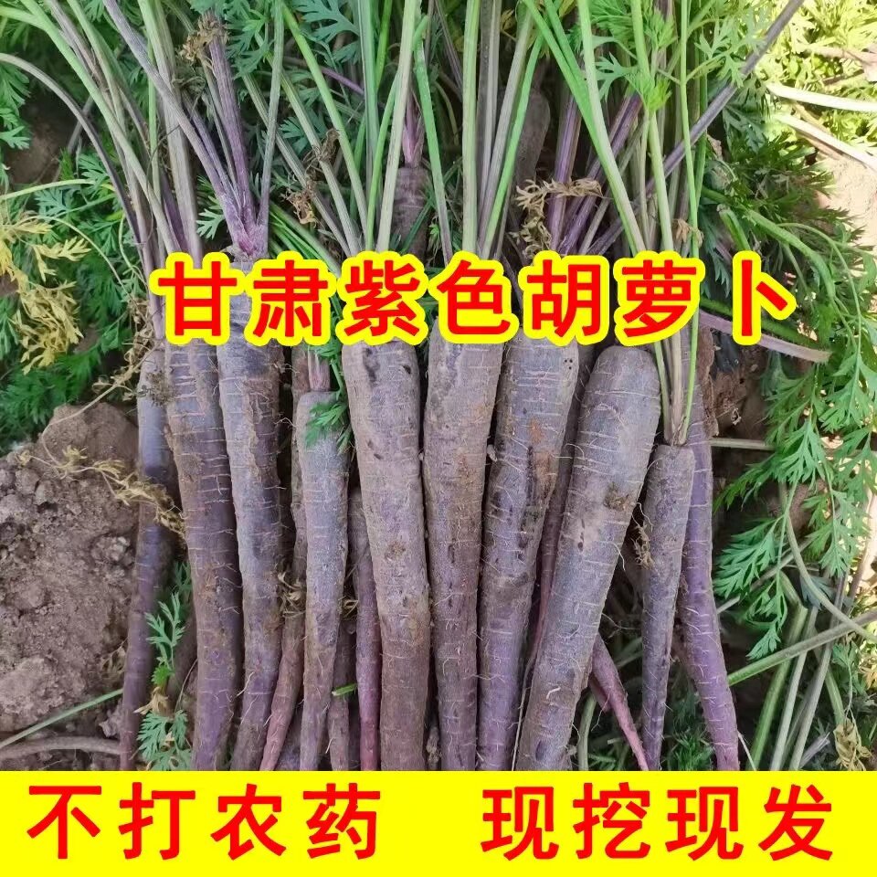 甘肃永昌新鲜沙地水果黑胡萝卜新萝卜/胡萝卜